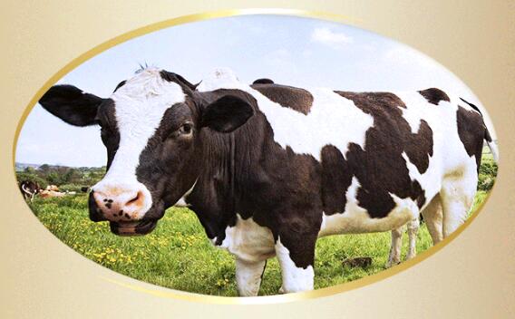 �������|��(y��u)���̷۷�����Դ�ɾͽ���Ʒ�|(zh��)