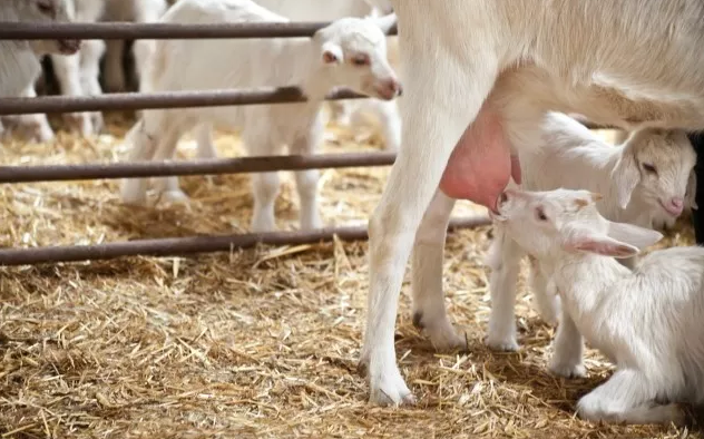 ���ދ냺ɽ���̷۹�˾ Nuchev ��� ASX ���չɃr(ji��)���q