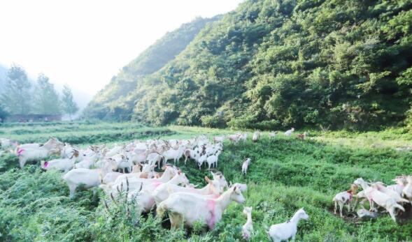 ����Դ��I(y��)��11����� ����õ����̷۶���ƴ��