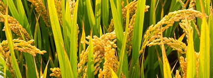 �A�ό�ؐ�ЙC(j��)���׃�����������(j��) ��������I(y��ng)�B(y��ng)������