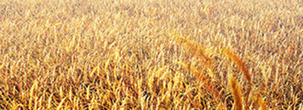 �A�ό�ؐ�ЙC(j��)���׃�����������(j��) ��������I(y��ng)�B(y��ng)������