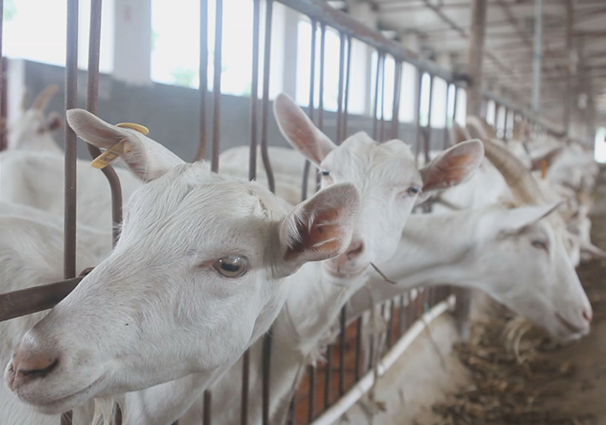 �ЙC�̷۰l(f��)չ���g�� �ǹ��S�����Ʒ�|(zh��)ֵ����ه